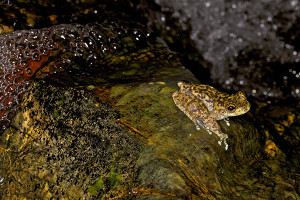 Waterfall frog (Litoria nannotis) photo by Gerhard Hillmann