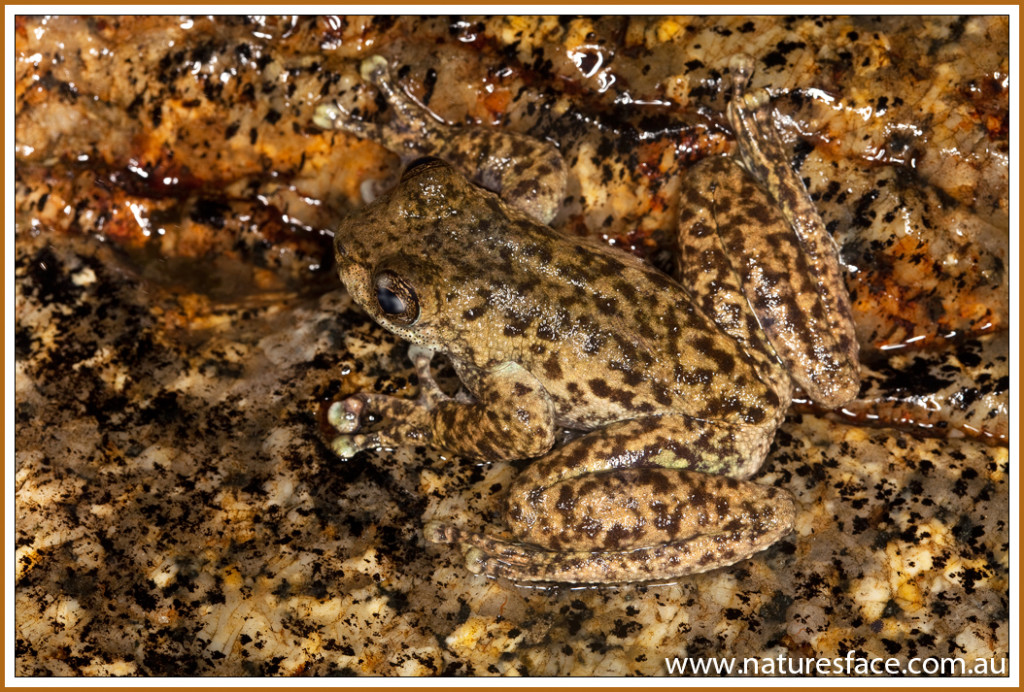 Waterfall frog (Litoria nannotis) photo by Gerhard Hillmann