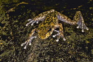 Waterfall frog (Litoria nannotis) photo by Gerhard Hillmann